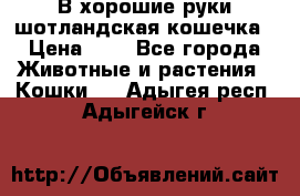 В хорошие руки шотландская кошечка › Цена ­ 7 - Все города Животные и растения » Кошки   . Адыгея респ.,Адыгейск г.